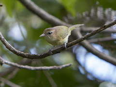 Pachysylvia aurantiifrons