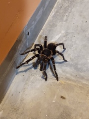Acanthoscurria