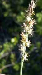 Cenchrus gracillimus