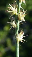 Cenchrus gracillimus