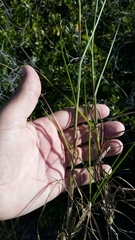 Cenchrus gracillimus