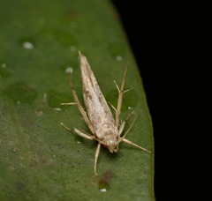 Pyroderces