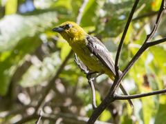 Piranga leucoptera