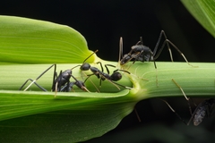 Leptomyrmex unicolor