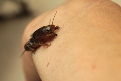 Gryllotalpa quindecim