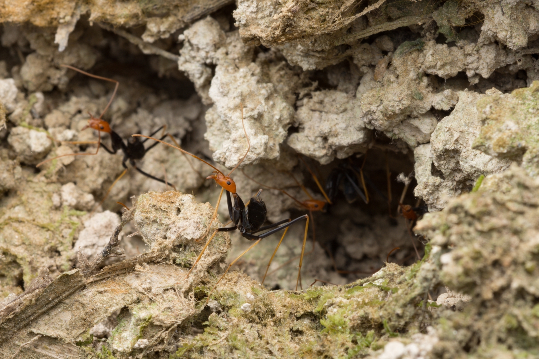 Leptomyrmex ruficeps