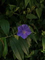 Jacquemontia oaxacana
