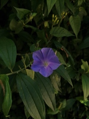 Jacquemontia oaxacana