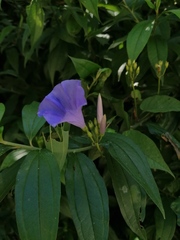 Jacquemontia oaxacana