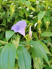 Jacquemontia oaxacana