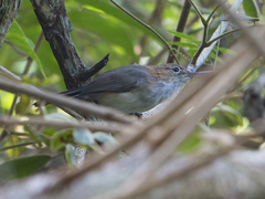 Ramphocaenus melanurus