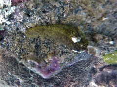 Holothuria lubrica
