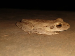 Boana multifasciata
