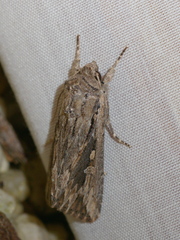 Persectania dyscrita