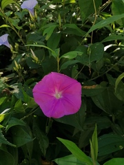 Ipomoea dumosa