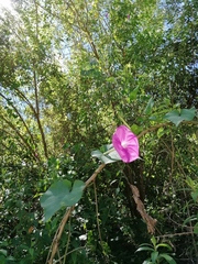 Ipomoea dumosa