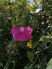 Ipomoea dumosa