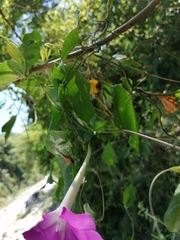 Ipomoea dumosa