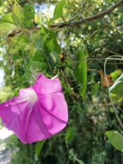 Ipomoea dumosa