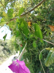 Ipomoea dumosa
