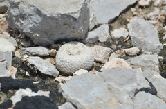 Epithelantha bokei