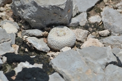 Epithelantha bokei