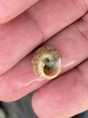 Tegula mariana