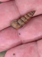 Liocerithium judithae