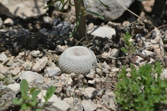 Epithelantha bokei