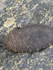 Onchidioidea