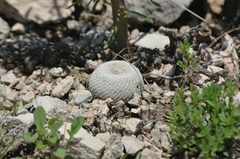 Epithelantha bokei