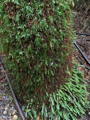 Cyathophorum bulbosum