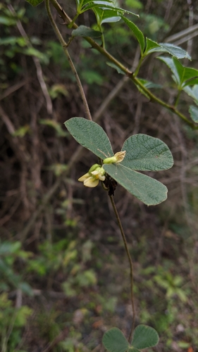 Image of Rhynchosia volubilis by (c) Cheng-Te Hsu, some rights reserved (CC BY)