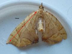 Eulithis gracilineata