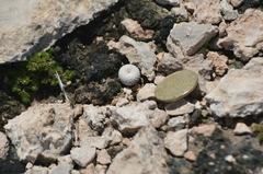 Epithelantha bokei