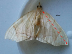 Eulithis diversilineata