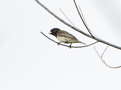 Sporophila nigricollis