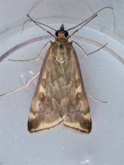 Loxostege munroealis