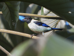 Stilpnia cyanoptera