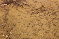 Anaecypris hispanica