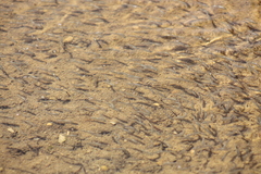 Anaecypris hispanica