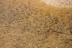 Anaecypris hispanica