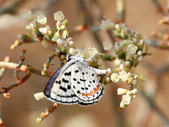 Euphilotes pallescens elvirae