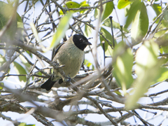 Stilpnia cyanoptera