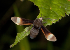 Pompiliodes
