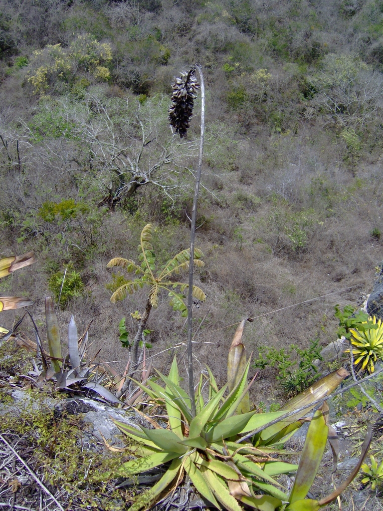Agave pendula, Apazapan, Ver., México