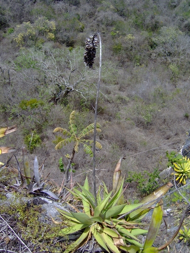 Agave sartorii K.Koch