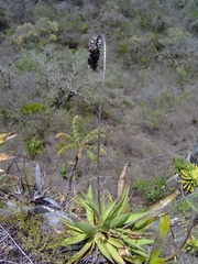 Agave pendula