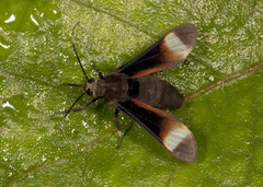 Pompiliodes