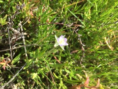 Spergularia tasmanica